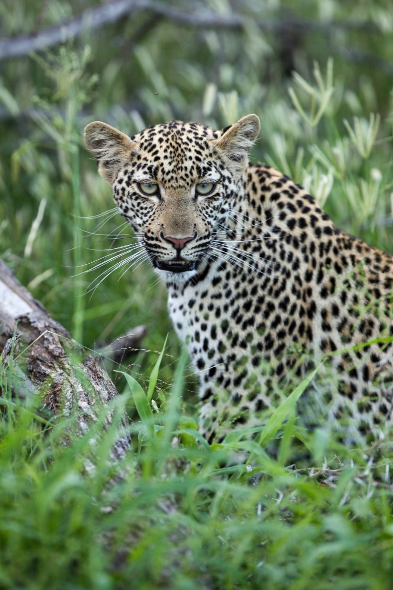Half day Big 5 safari in Hluhluwe-iMfolozi Park with Safari For Six